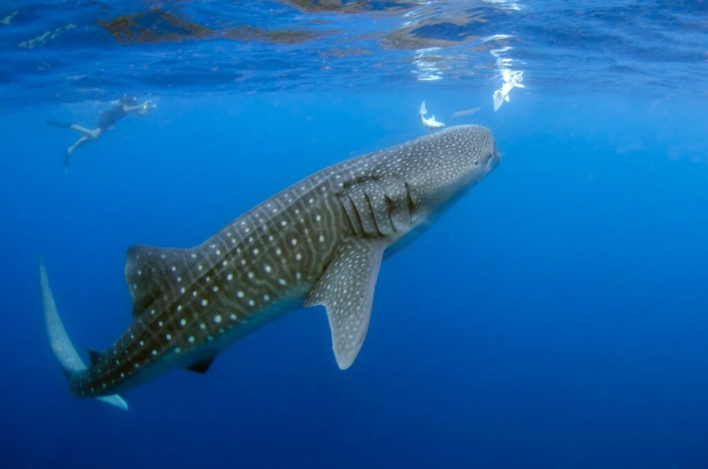 whale shark underwater