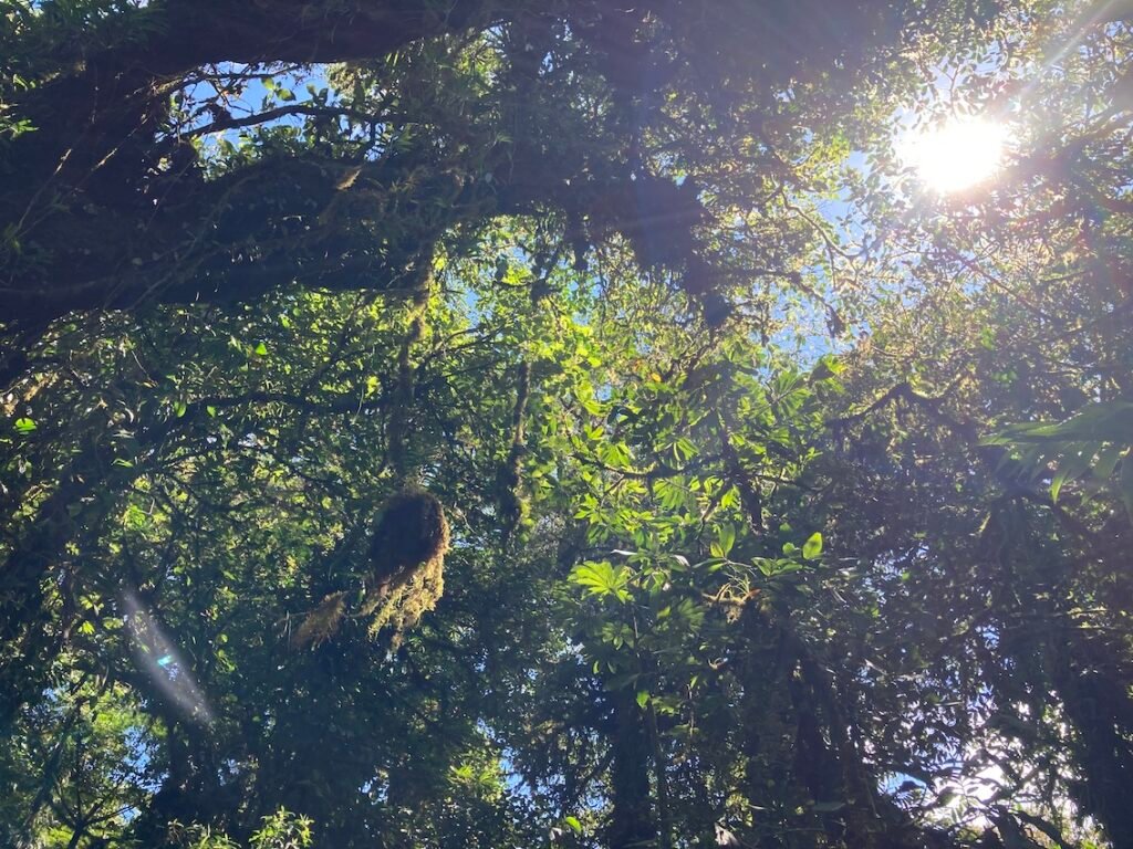 Cloud Forest in Monteverde