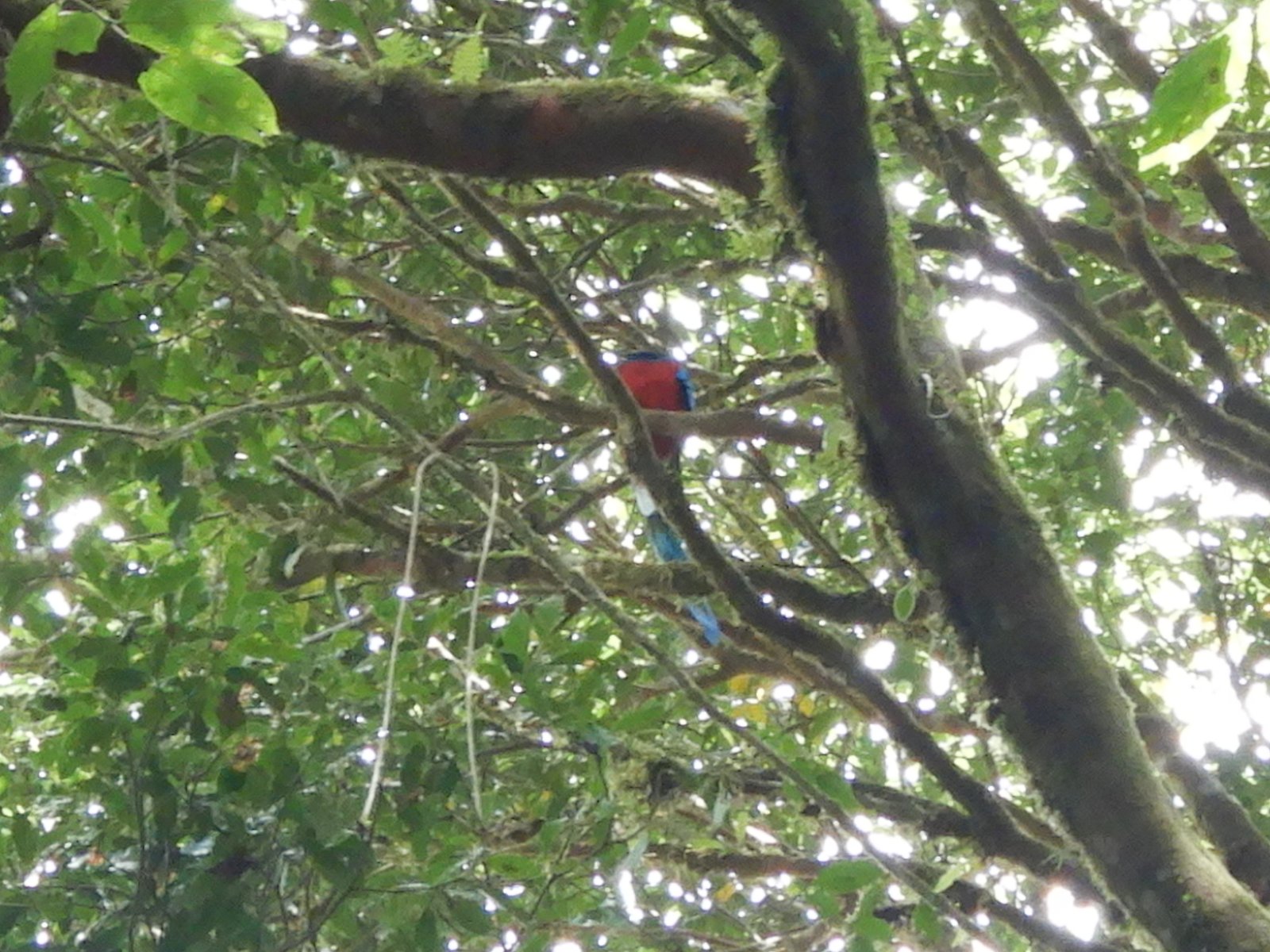 Resplendent Quetzal in Monteverde Cloud Forest