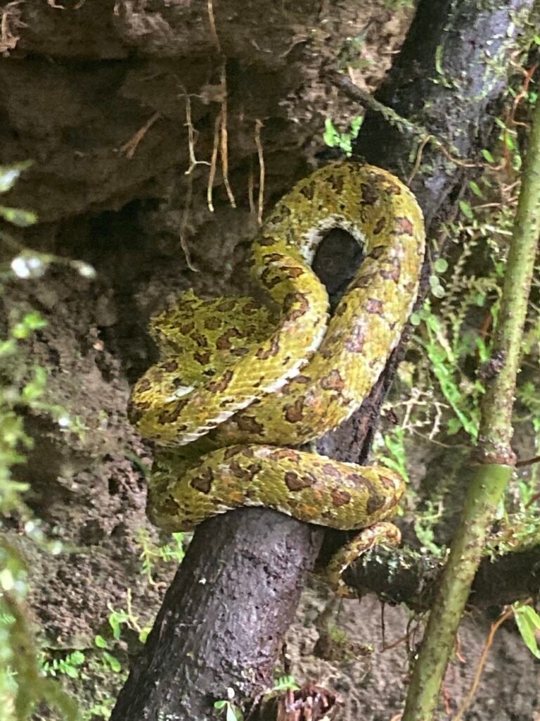 Snake Arenal Volcano Park La Fortuna