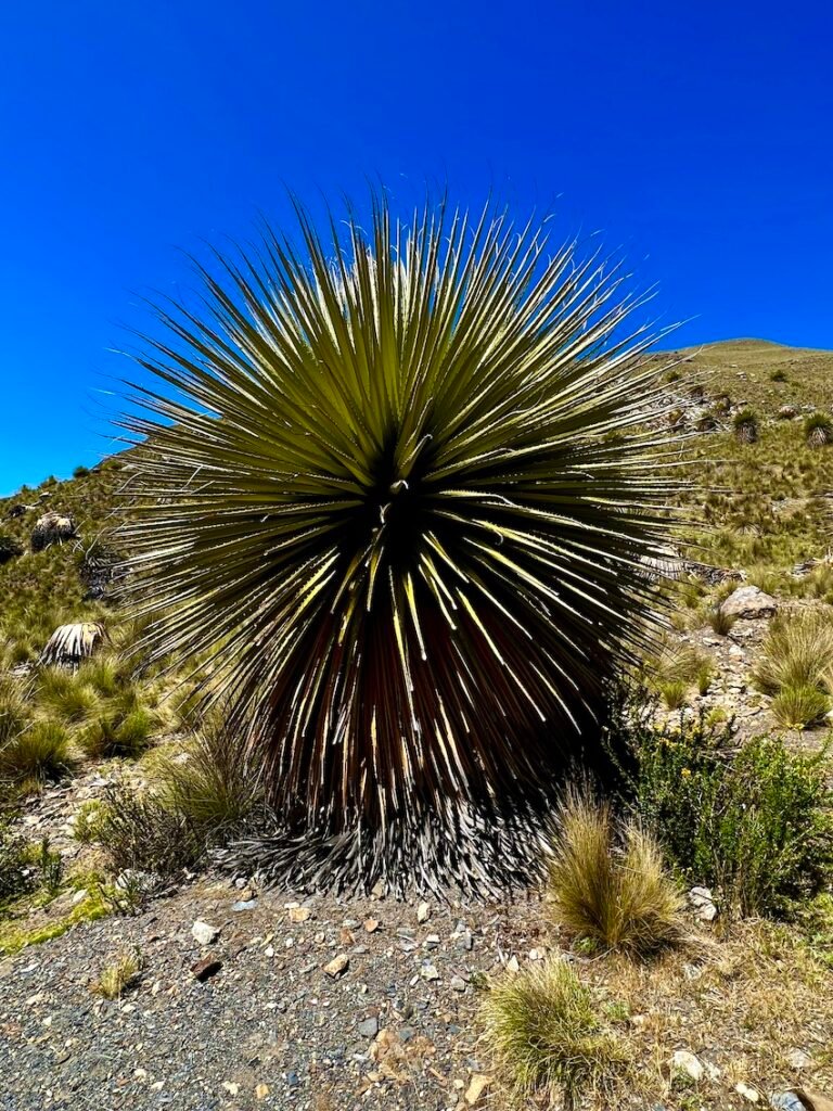 Huaraz Best Hikes and Day Trips - Puya Raimondii