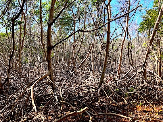 Mangrove Forest - How to visit Isla Grande, Colombia
