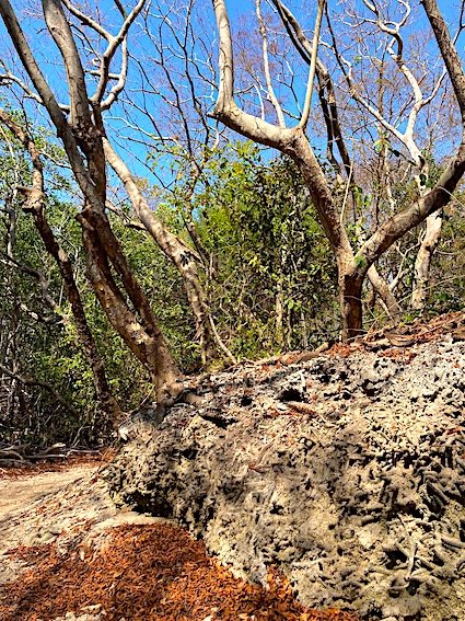 Mangrove Forest - How to visit Isla Grande