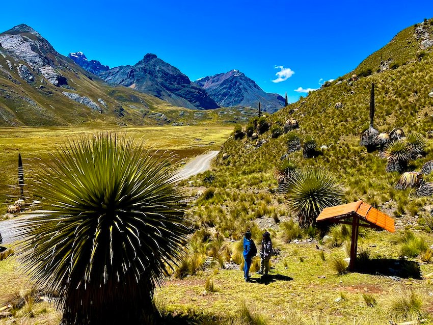 Huaraz Best Hikes and Day Trips - Puya Raimondii