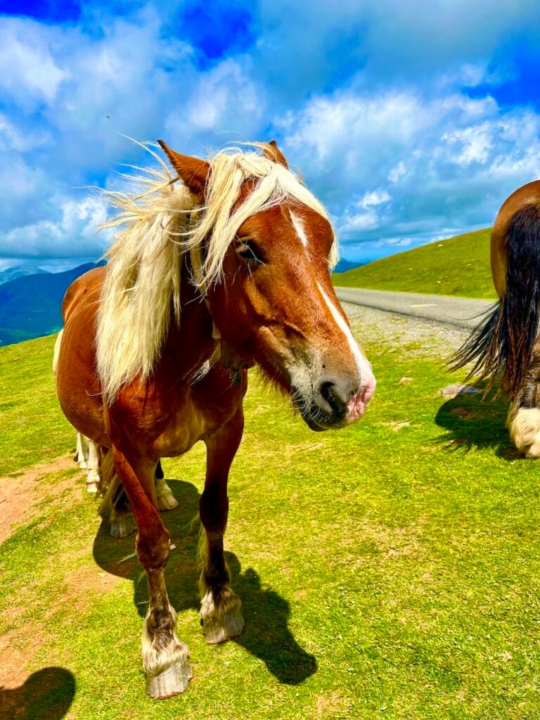 Camino de Santiago Pyrenees