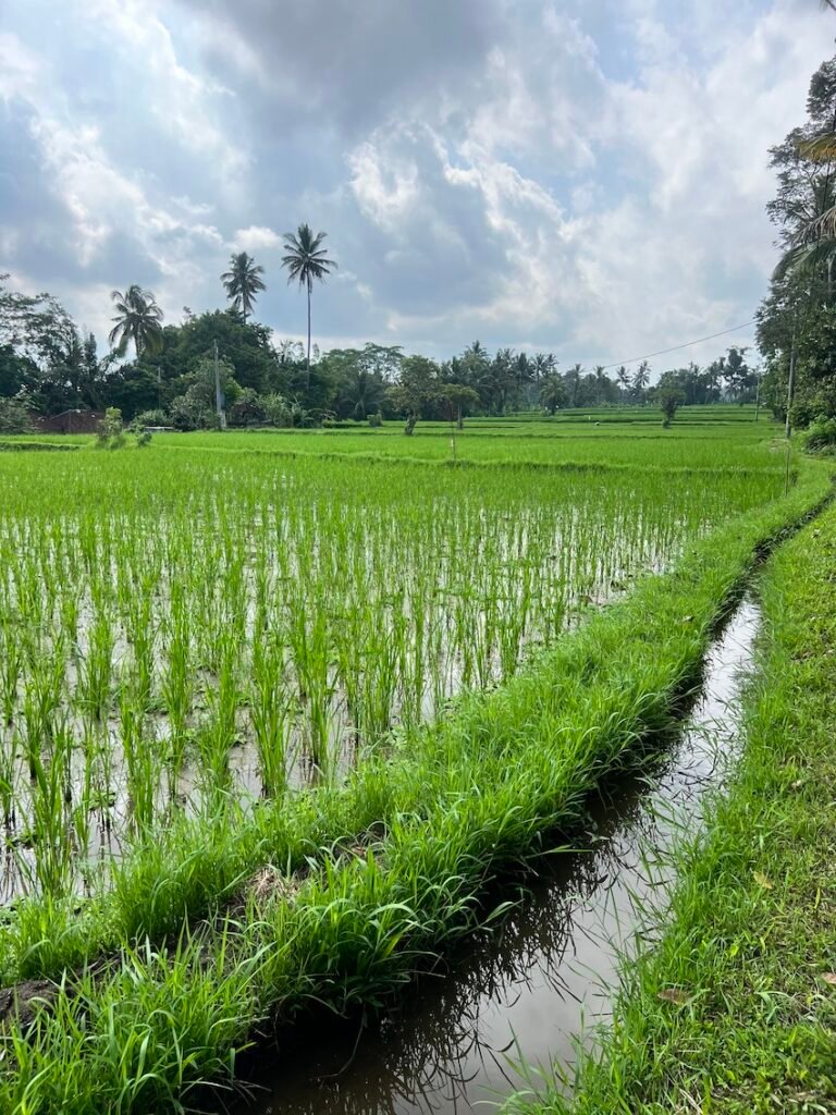 best bali itinerary ideas - ubud rice terraces