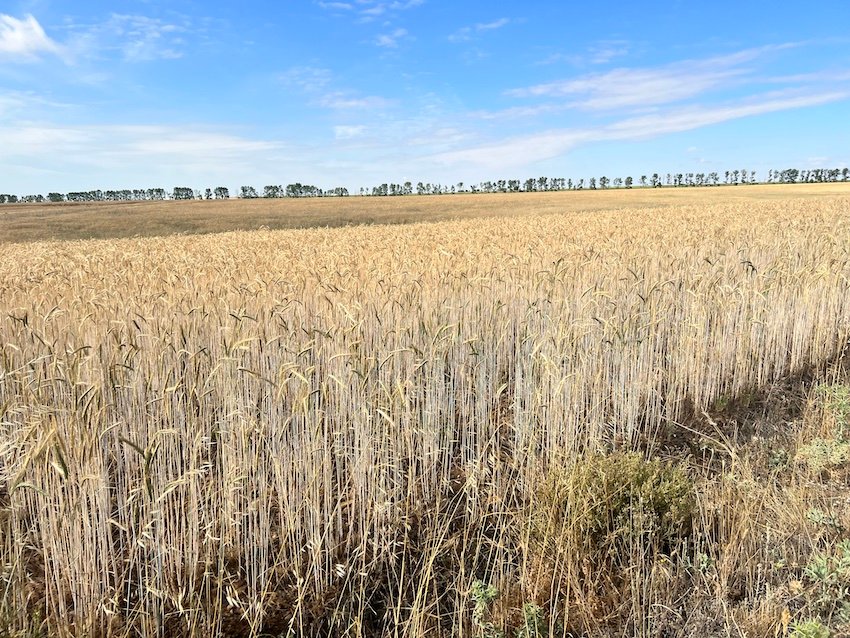 Camino de Santiago Meseta