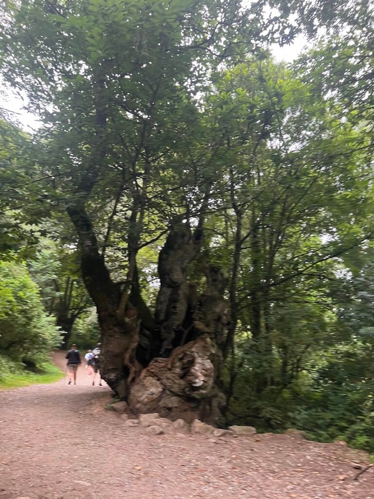 Completing the Camino de Santiago