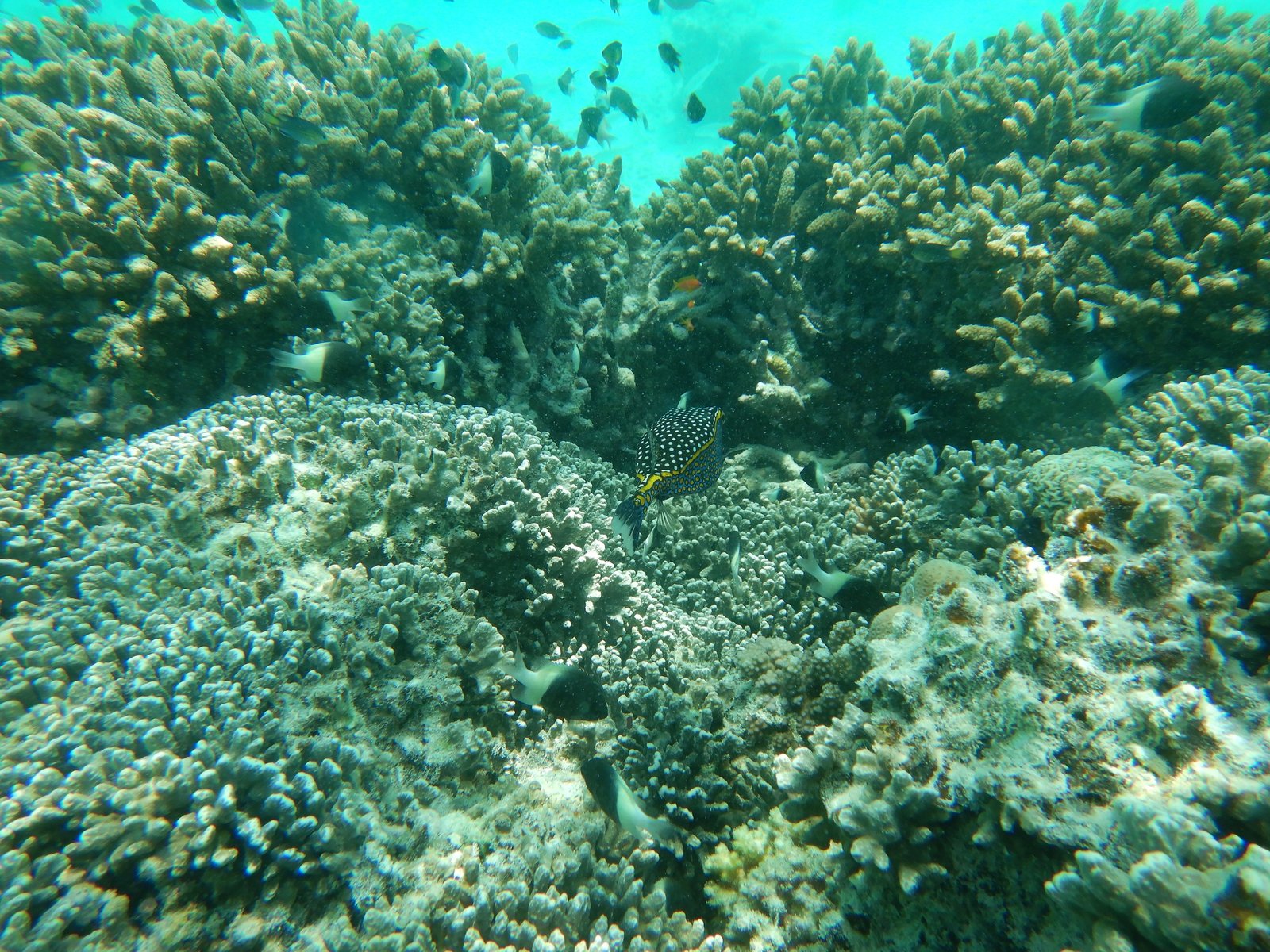 Zanzibar on a bucget - Snorkeling Mnemba