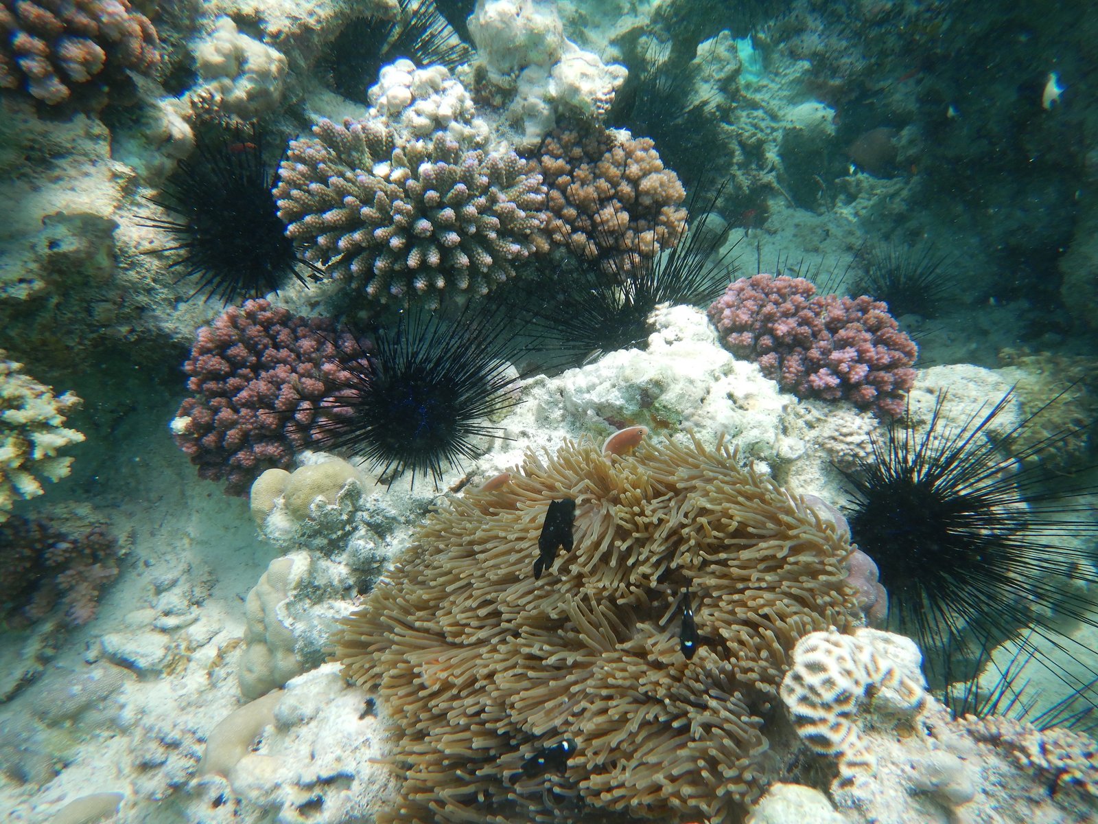 Zanzibar on a bucget - Snorkeling Mnemba