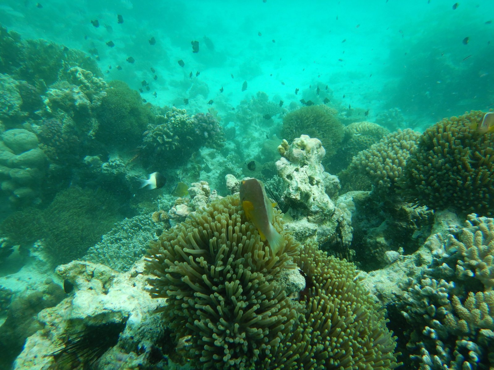 Zanzibar on a bucget - Snorkeling Mnemba