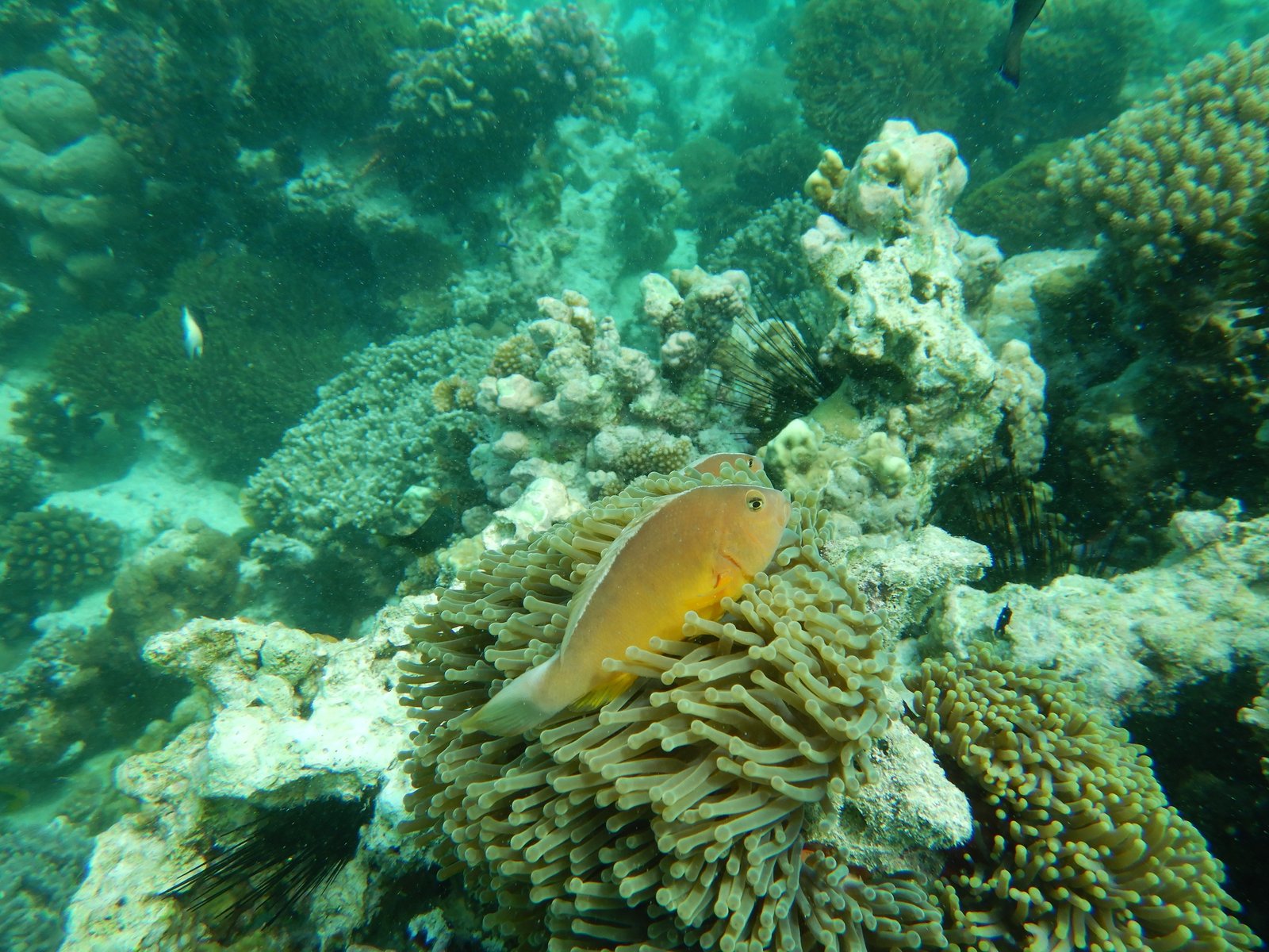 Zanzibar on a bucget - Snorkeling Mnemba