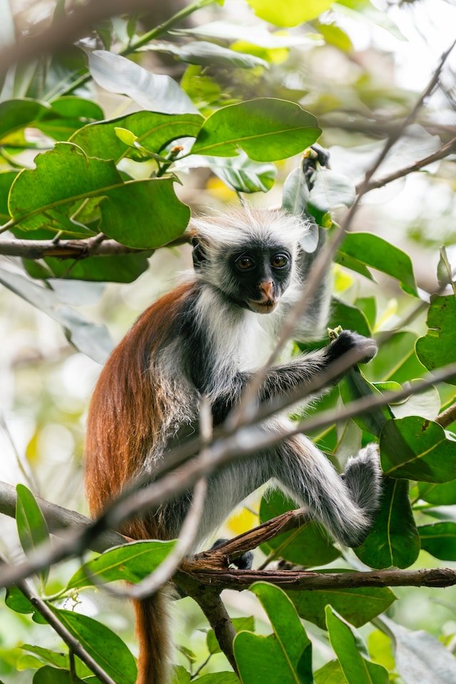 Zanzibar on a Budget - Red Colobus Moneky