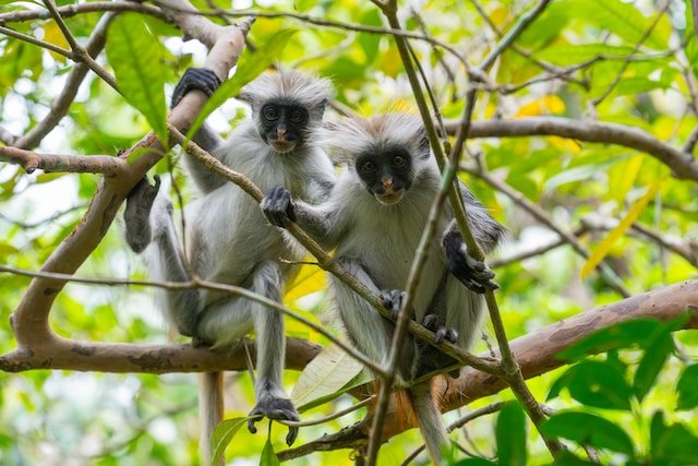 Zanzibar on a Budget - Red Colobus Moneky