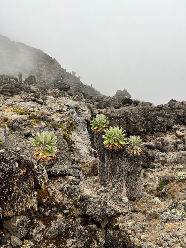 Kilimanjaro Lava Tower - Giant Groundsels