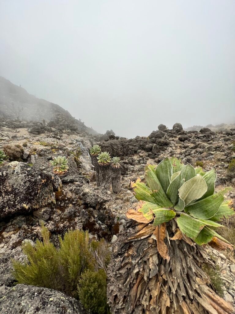 Kilimanjaro Lava Tower - Giant Groundsels