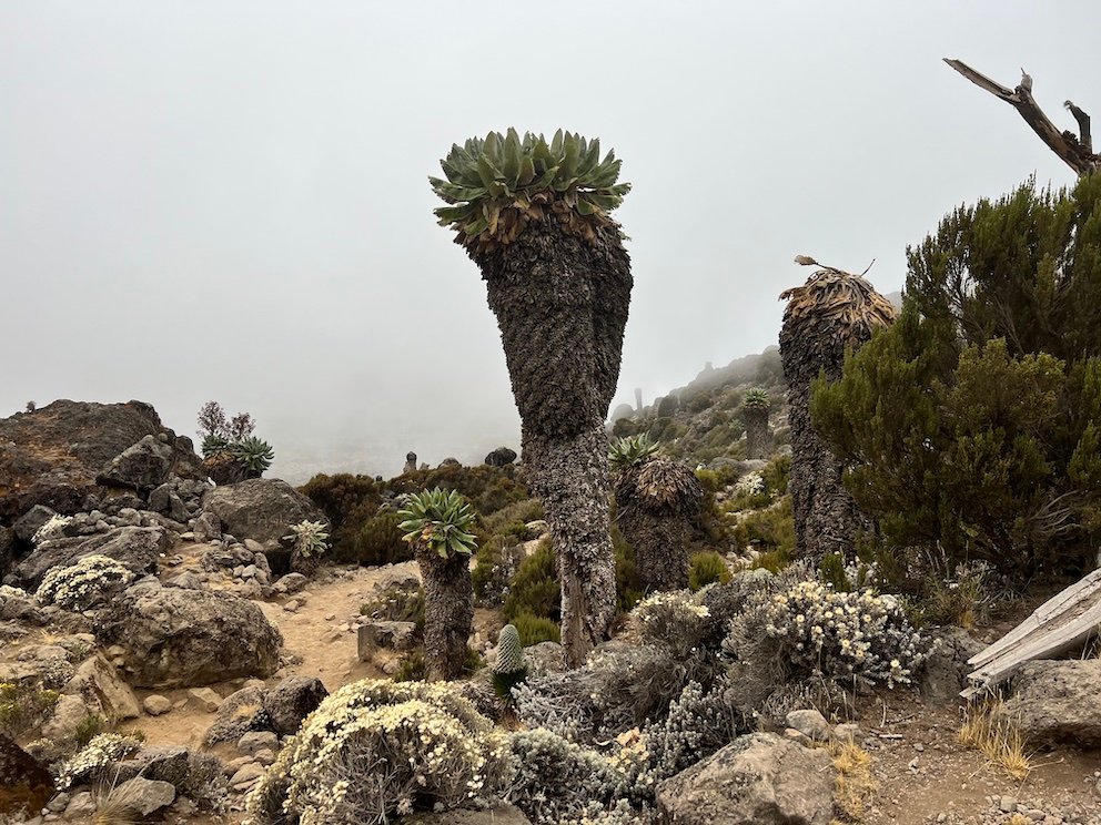 Kilimanjaro Lava Tower - Giant Groundsels